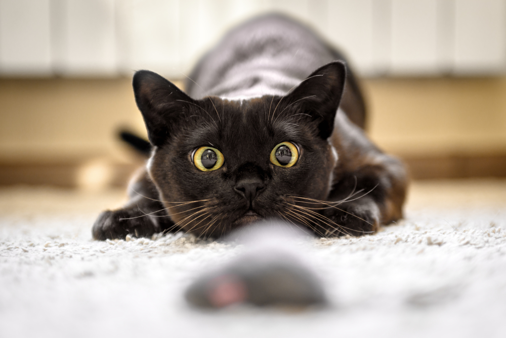 Why Do Cats Hate Water? The Biological Reason Cats Avoid Getting Wet
